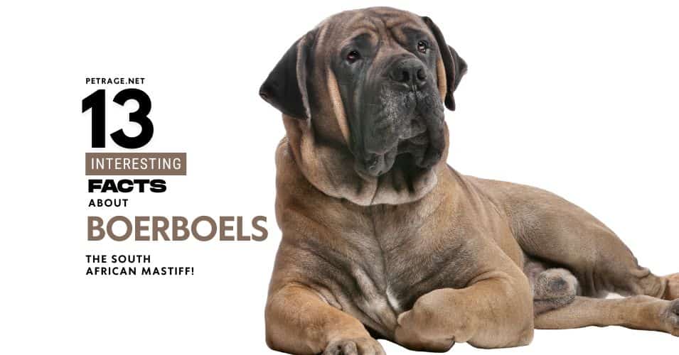 12 interesting facts about boerboels the south african mastiff petrage