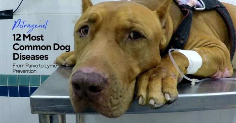 12 most common dog diseases symptoms prevention treatment guide petrage