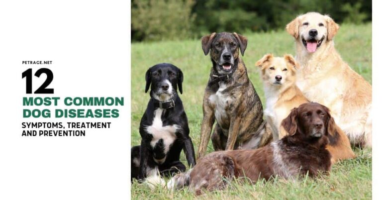 12 most common dog diseases symptoms, prevention, and care tips petrage