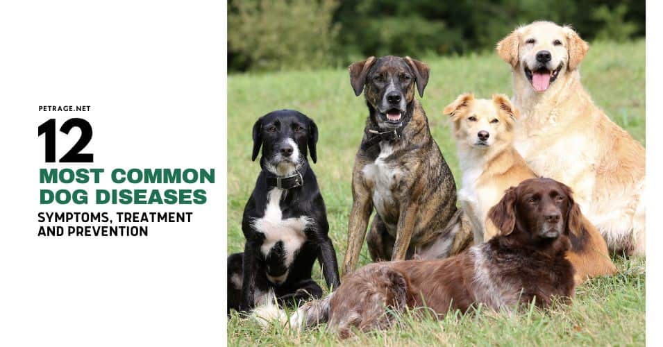 12 most common dog diseases symptoms, prevention, and care tips petrage