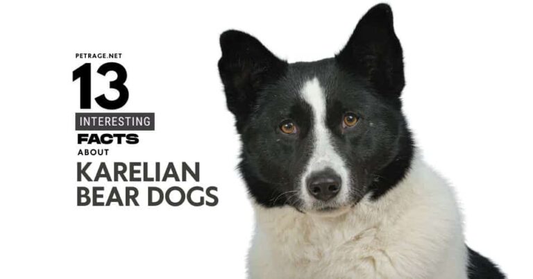 13 interesting facts about karelian bear dogs petrage