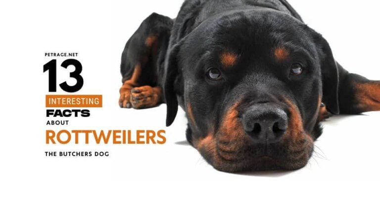 13 interesting facts about rottweilers the butchers dog petrage