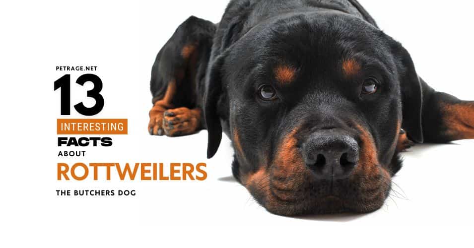 13 interesting facts about rottweilers the butchers dog petrage