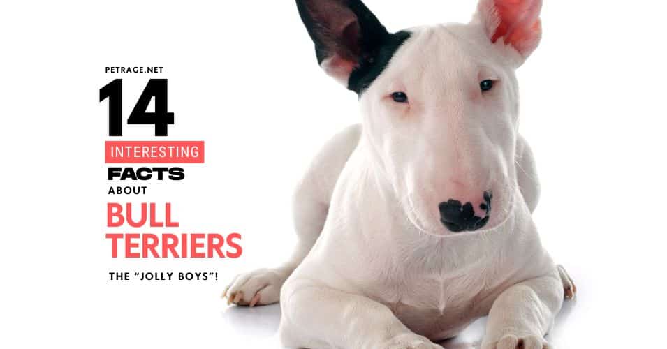 14 interesting facts about bull terriers the jolly boys petrage