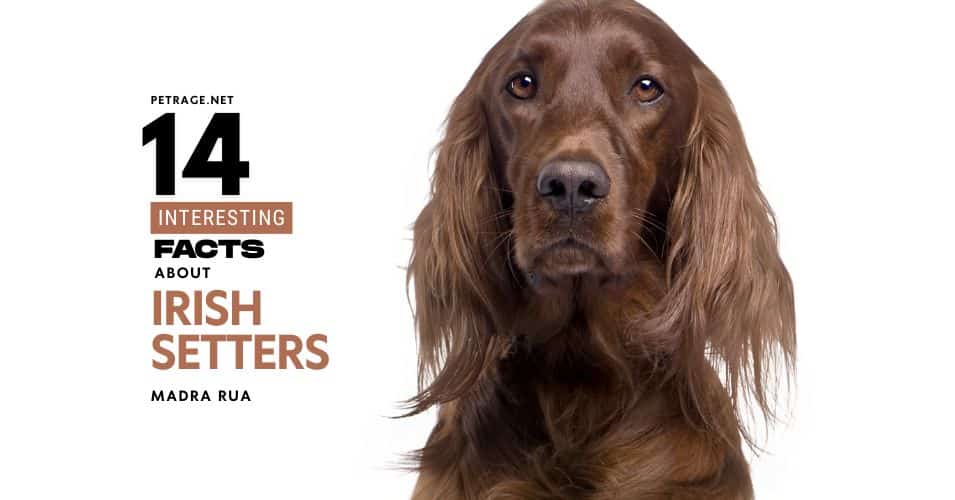 14 interesting facts about irish setters madra rua petrage
