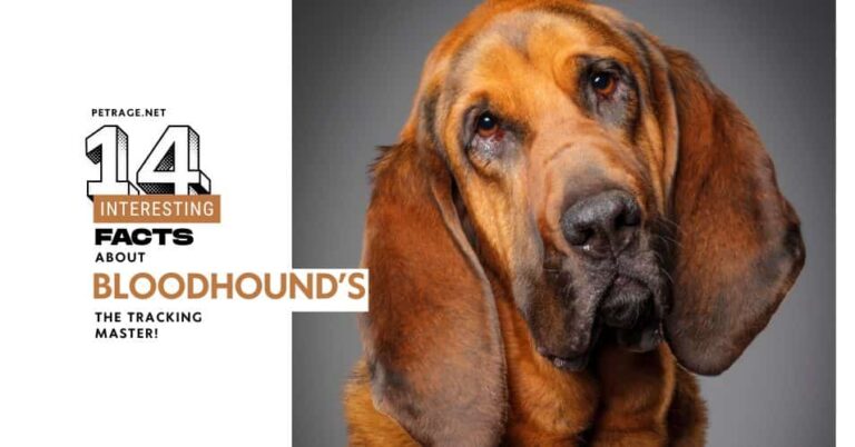 14 interesting facts about the bloodhound dog breed petrage