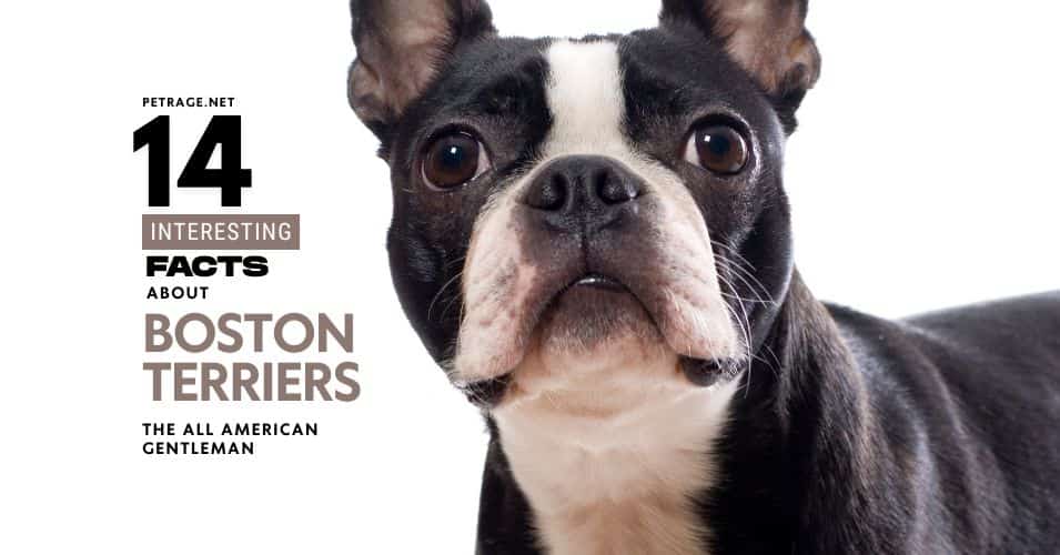 14 interesting facts about boston terriers the all american gentleman petrage