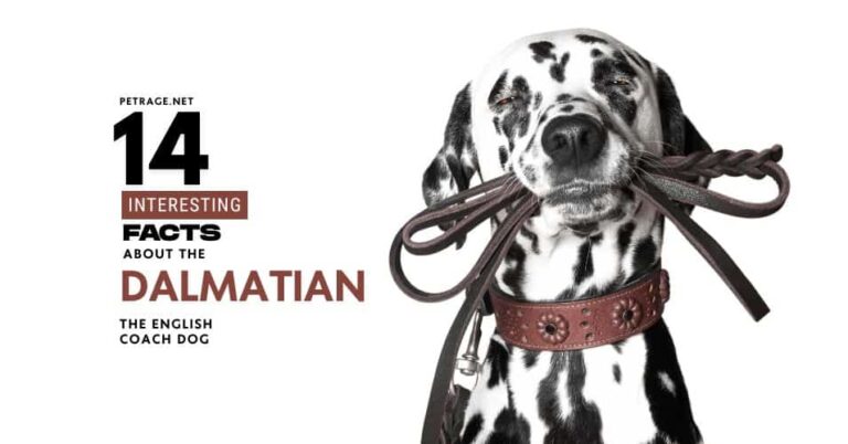 14 interesting facts about dalmatians should you get a dalmatian petrage