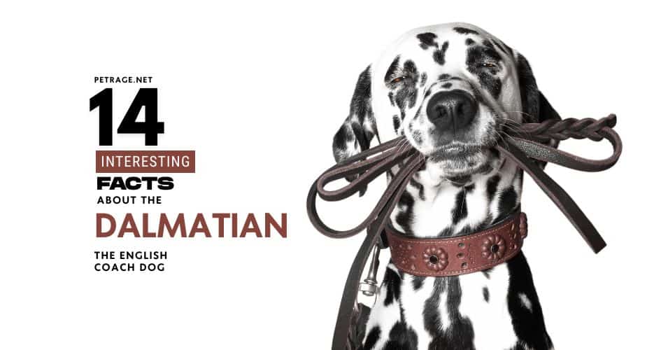 14 interesting facts about dalmatians should you get a dalmatian petrage