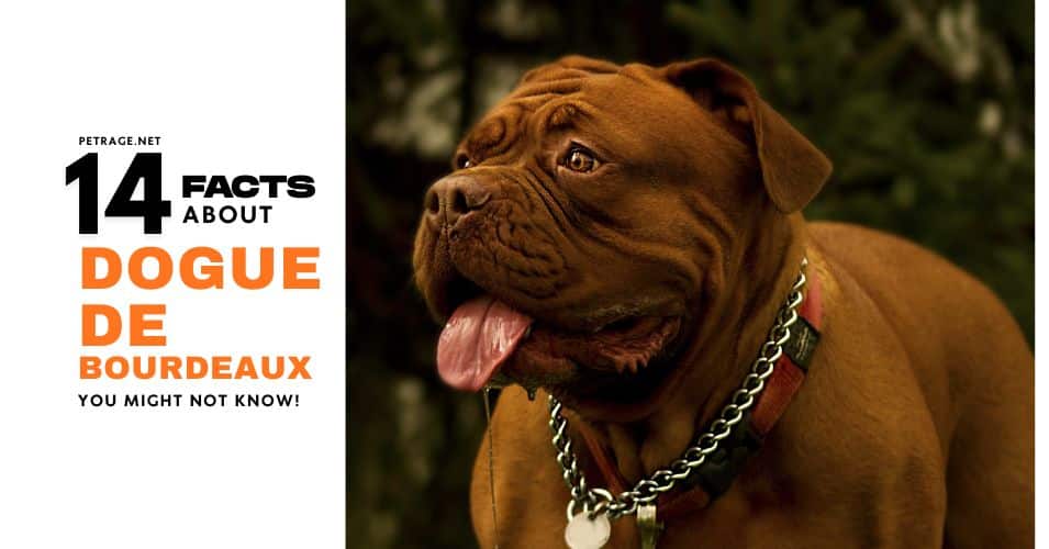14 surprising dogue de bourdeaux facts petrage