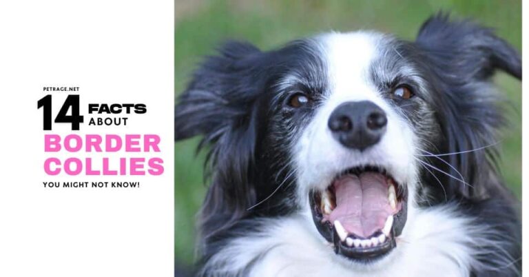 14 surprising facts about border collies petrage