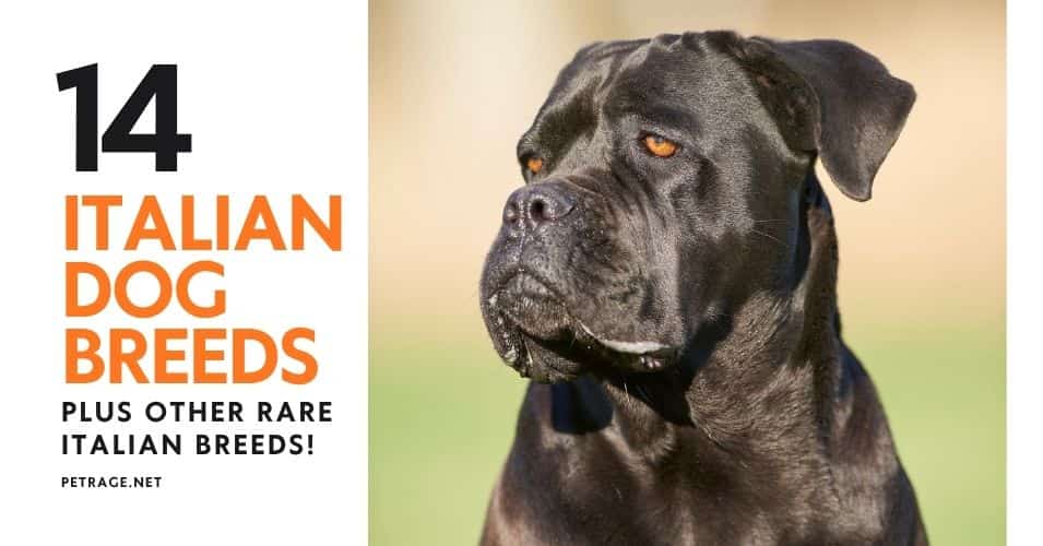 14 italian dog breeds plus other lesser known dog breeds from italy petrage