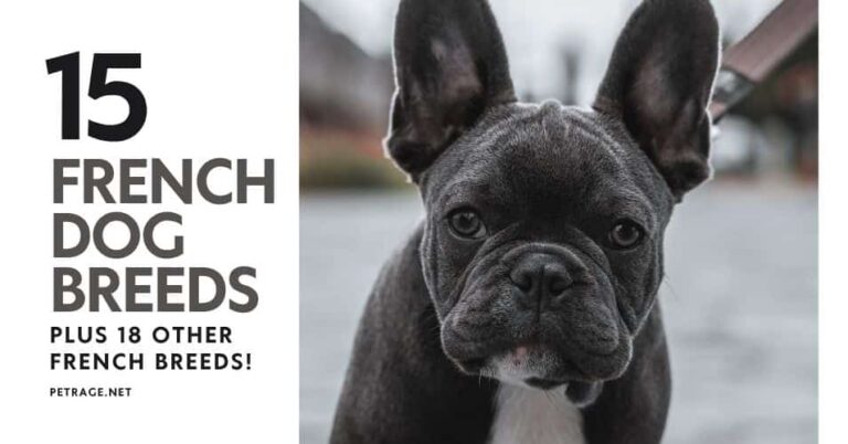 15 french dog breeds plus other lesser known dog breeds from france petrage