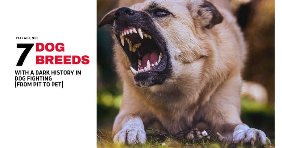 7 dog breeds with a dark history in dog fighting (from pit to pet) petrage