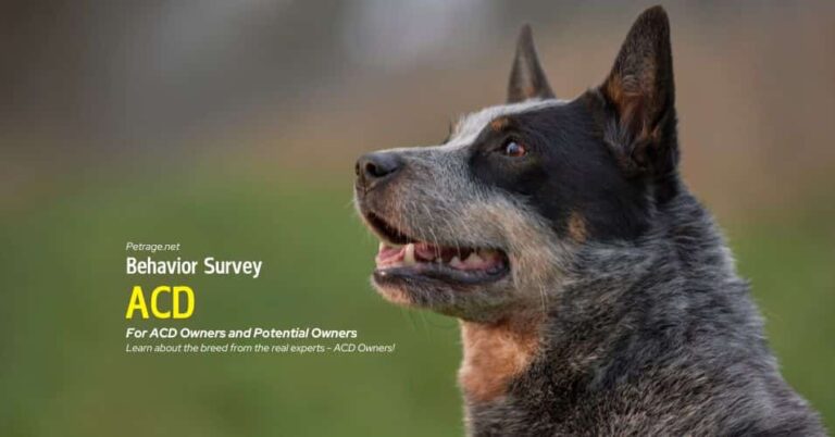 acd australian cattle dog behavior survey for owners and potential owners petrage
