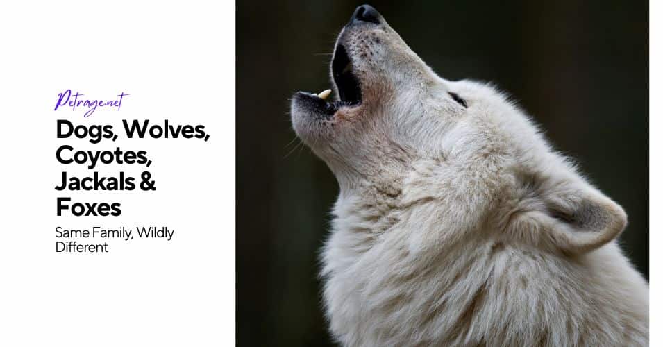 same family, wildly different dogs, wolves, coyotes, jackals & foxes petrage