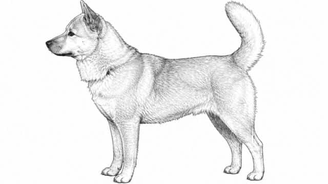 sanshu inu dog breed topper image