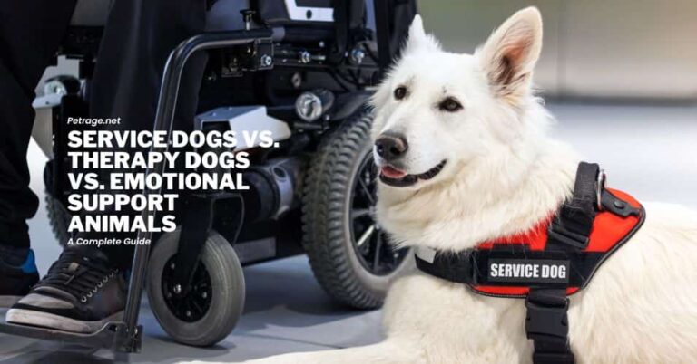 service dogs vs therapy dogs vs emotional support animals petrage