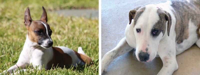 tentrfield terrier and bully arab australian dogs topper image petrage