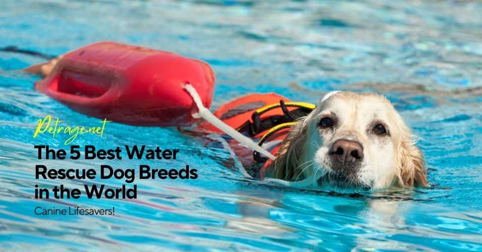 the 5 best water rescue dog breeds in the world petrage