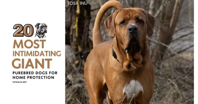 top 20 most intimidating giant purebred dogs for home protection big dog breeds petrage