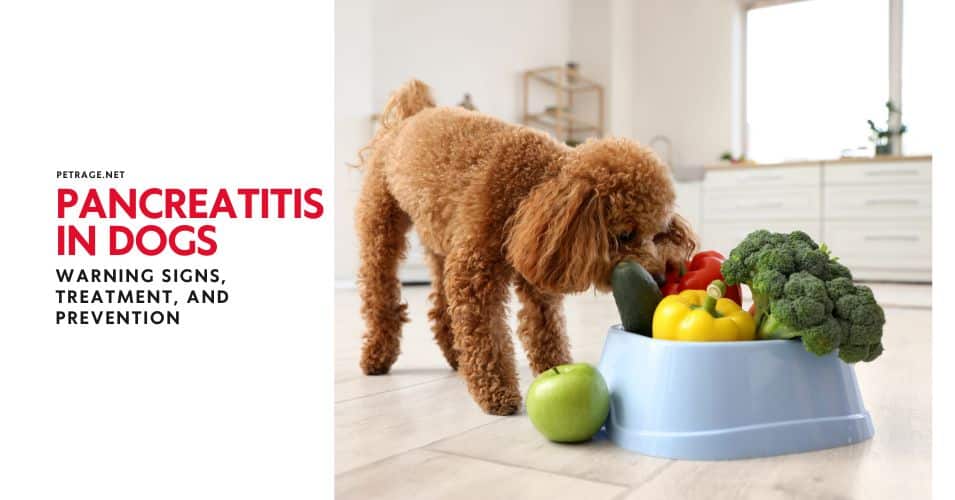 warning signs, treatment, and prevention petrage