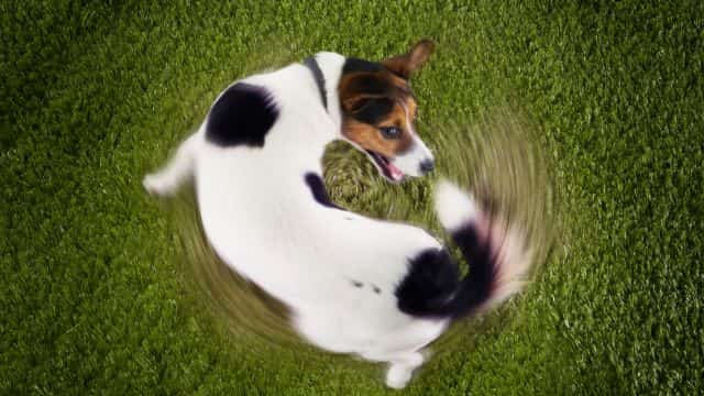 tail chasing topper