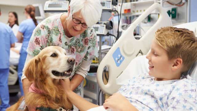 therapy dog topper
