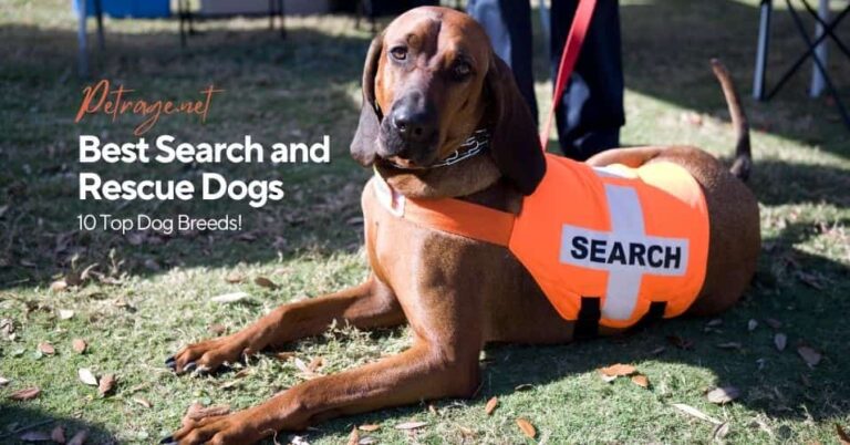 top 10 best search and rescue dog breeds petrage