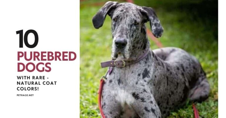 10 purebred dogs with rare natural coat colors petrage