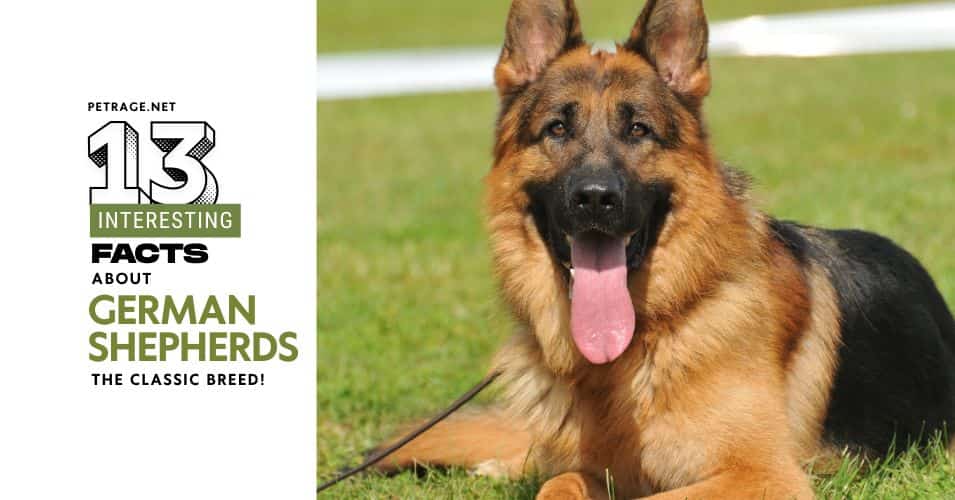 13 fascinating facts about german shepherds origins traits & more petrage