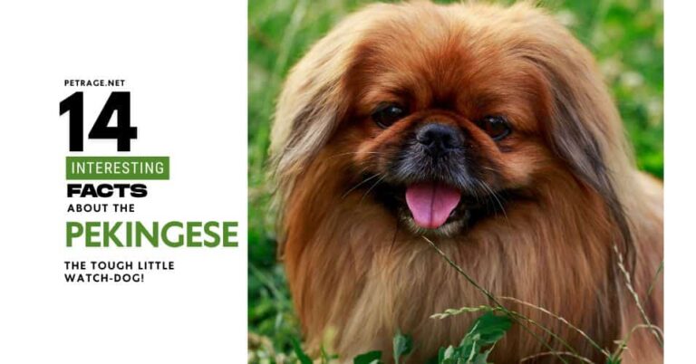 14 interesting facts about the pekingese dog breed a tough little watch dog petrage