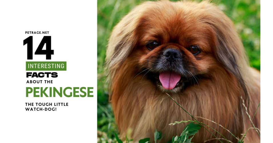 14 interesting facts about the pekingese dog breed a tough little watch dog petrage