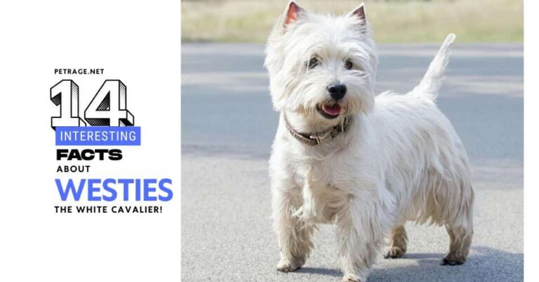 14 interesting facts about the west highlands white terrier dog breed petrage
