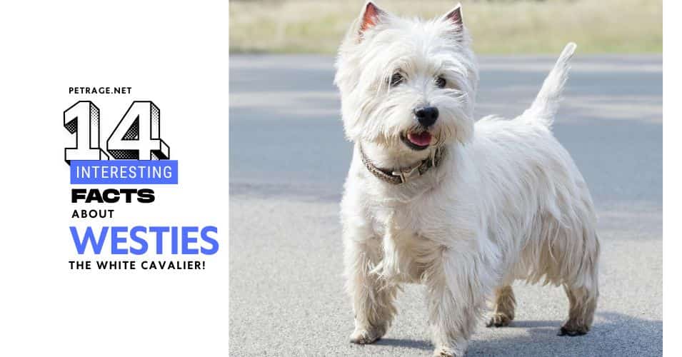 14 interesting facts about the west highlands white terrier dog breed petrage