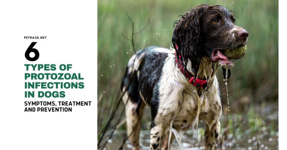 6 types of protozoal infections in dogs & common symptoms petrage