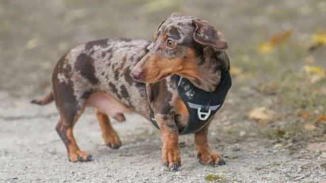 double dapple dachshund topper