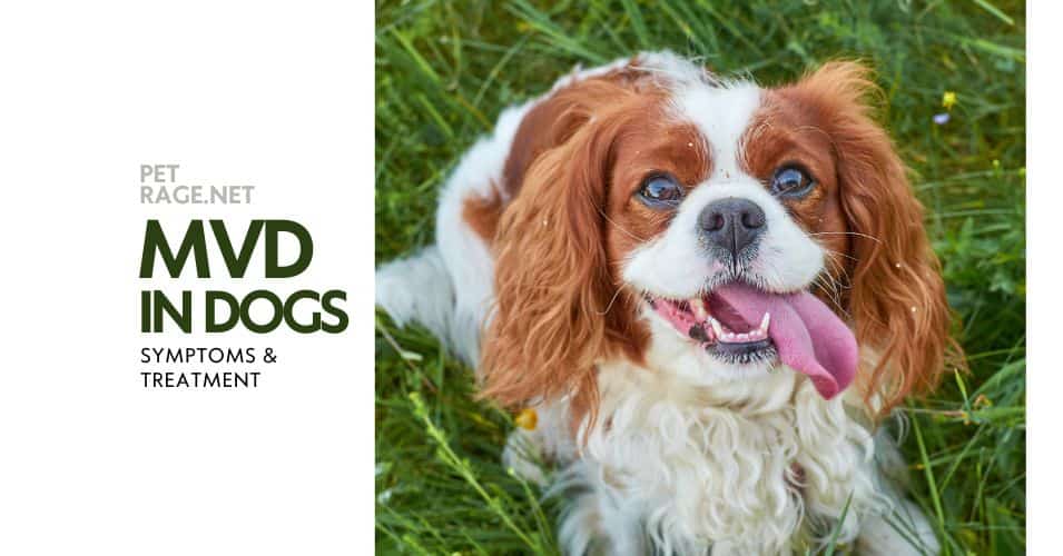 mitral valve disease in dogs symptoms & treatment petrage