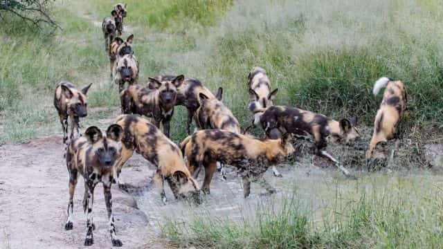 african wild dog dog topper