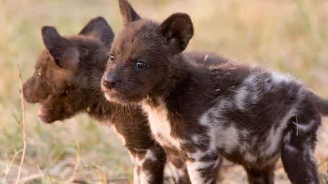 african wild dog topper