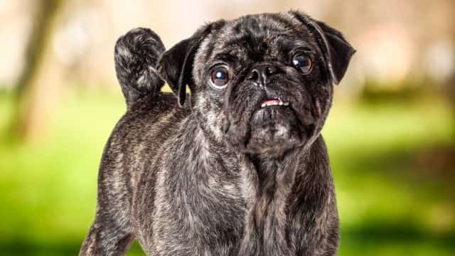 brindle pug topper
