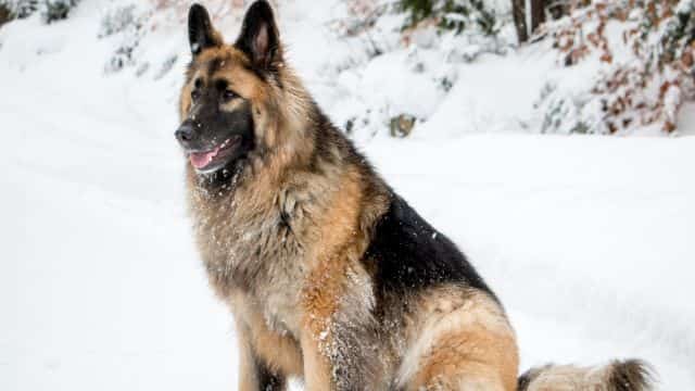 long haired german shepherd topper