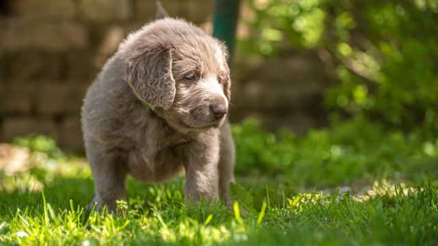 long haired weinaraner puppy topper