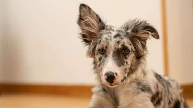 merle bordeer collie topper