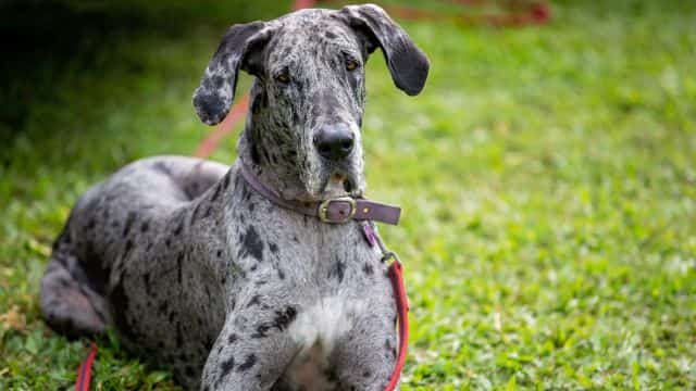 merle great dane topper