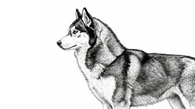 siberian husky coat color topper