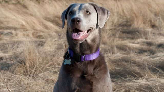 silver labrador topper