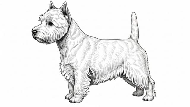 westie topper image drawing