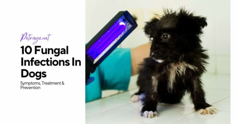 10 common fungal infections in dogs symptoms treatment & prevention petrage