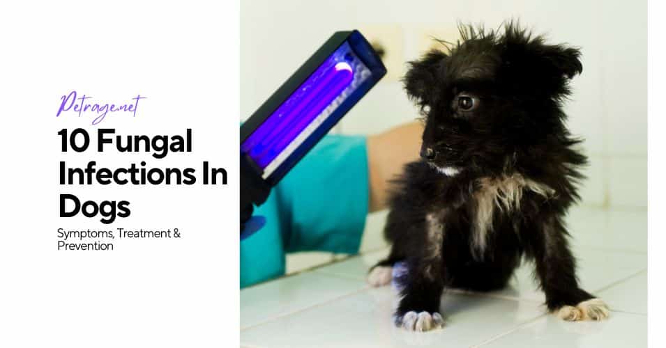 10 common fungal infections in dogs symptoms treatment & prevention petrage